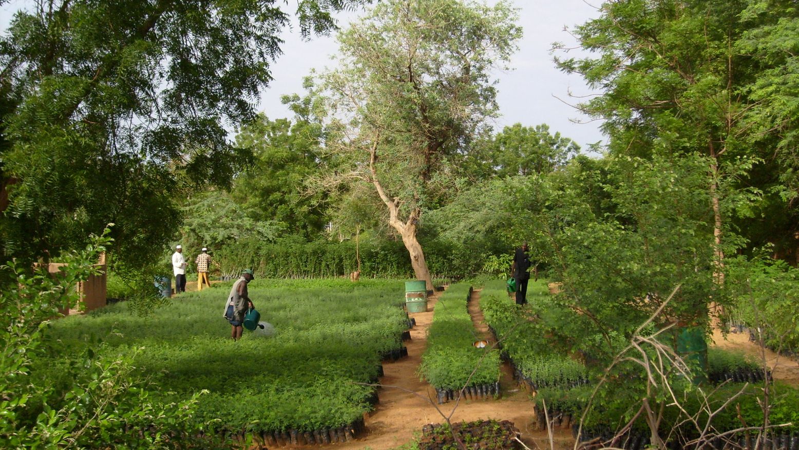 Plantering av träd i naturmiljö – illustrerar Skinomes klimatinsats med Tree-Nation